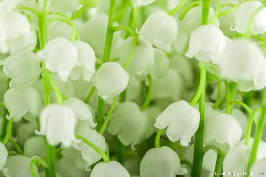 muguet