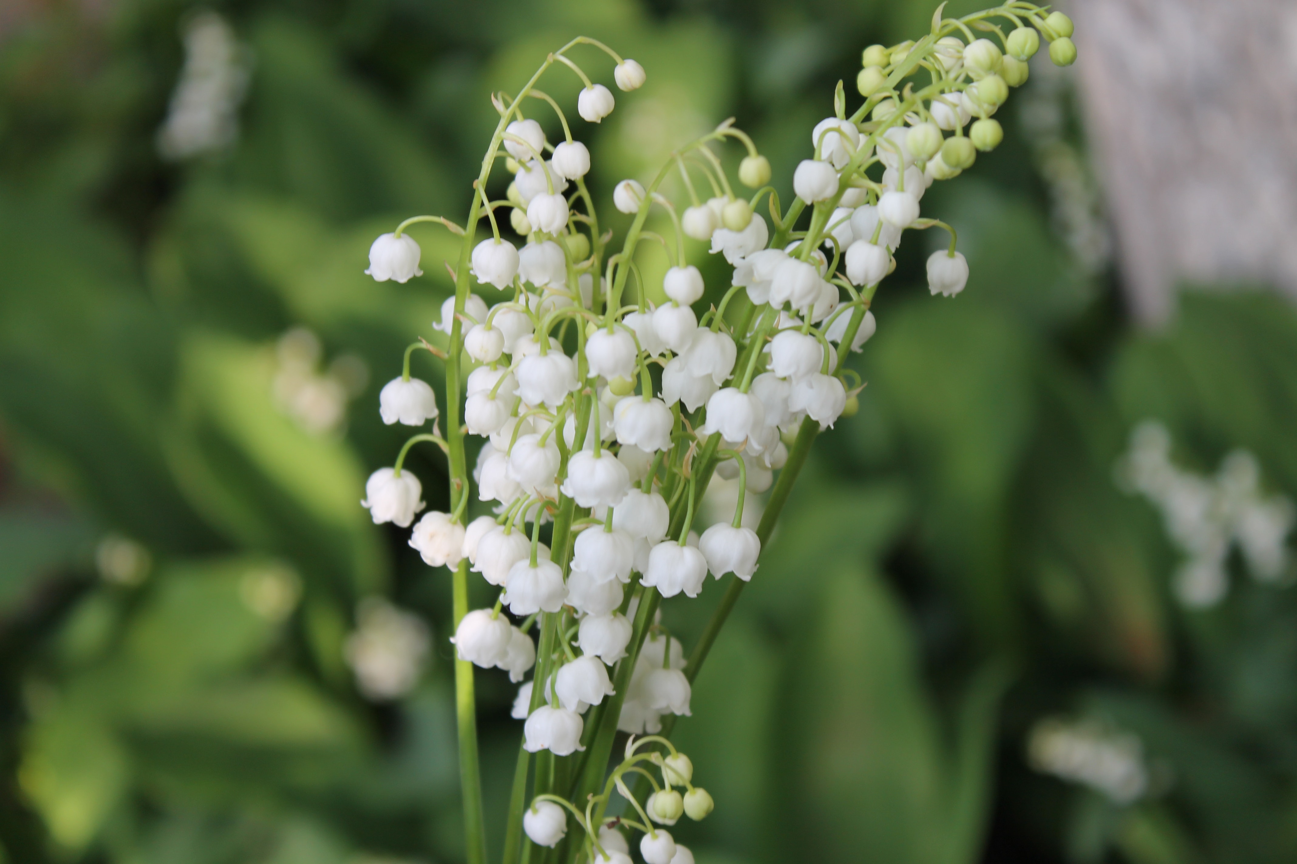 muguet